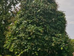 -广州市流溪河国家森林公园