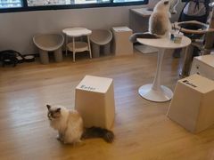 -有喵·猫咖·狗咖·30几只猫10只小狗(岗厦店)