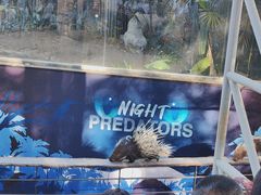 -清迈夜间动物园