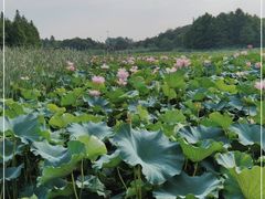 -苏州东太湖生态园