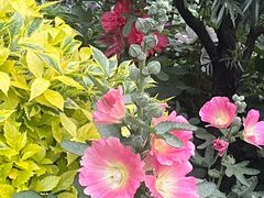 -东莞植物园