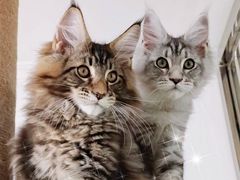 -70cat德文卷毛猫·缅因猫纯种猫舍