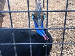 -费瑟代尔野生动物园