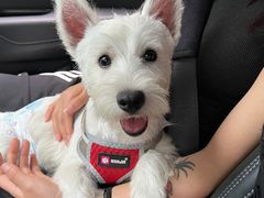 -BABIT巴比特宠物(MOMOPARK店)