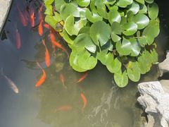 -呼吸森林·生态农庄农家乐私房菜