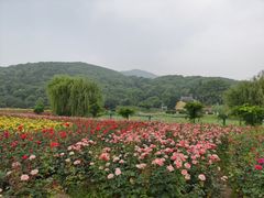 -龙寺生态园