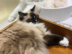 -藏猫猫咖啡主题馆(中央大道店)