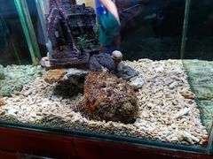 -太平洋海底世界