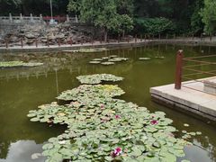 -香山公园