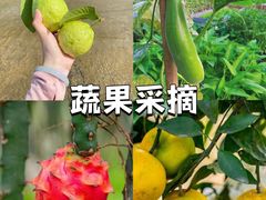 -美的鹭湖森林度假区
