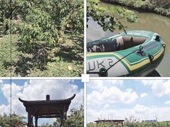 -樂桃源奉贤黄桃种植采摘基地
