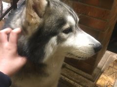 -more than meow吴止猫主题餐厅(承德 中船汇店)