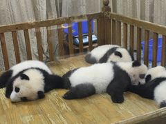 景点-成都大熊猫繁育研究基地