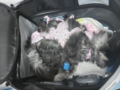 -纳吉亚猫专科动物诊疗中心(蒋宅口分院)