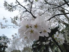 -武汉大学-樱园