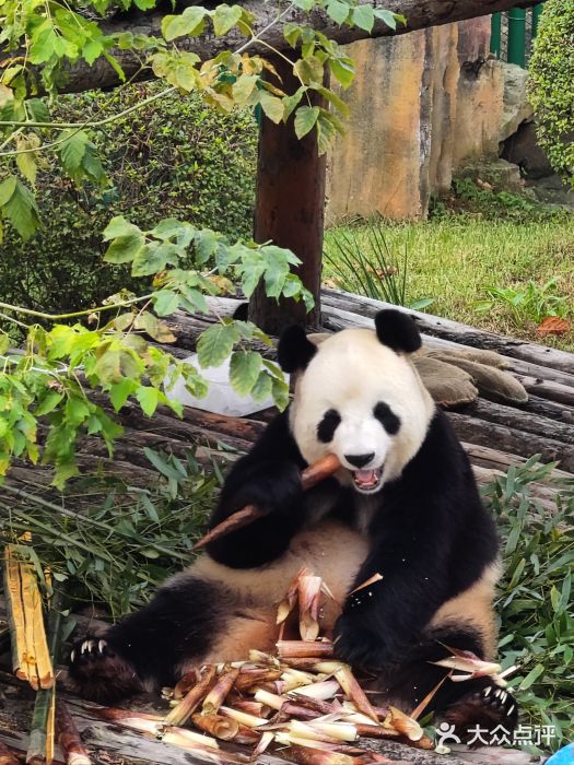 大连森林动物园图片
