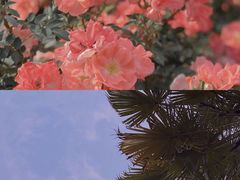 -深圳仙湖植物园