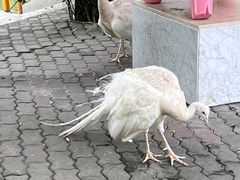 -J Create城市露营咖啡·简餐·宠物(上海动物园店)