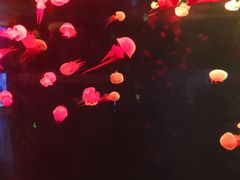 -福州罗源湾海洋世界旅游区