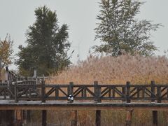 -野鸭湖国家湿地公园