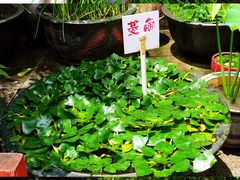 -荔湾湖公园