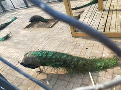 -长白岛森林公园