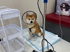 -御宝贝24h宠物医院·转诊中心·CT核磁血透中心(厦门总院)