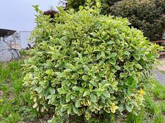 -武汉紫薇都市田园