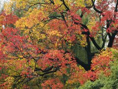 -长白岛森林公园