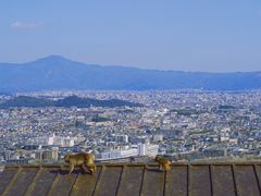 -岚山猴子公园