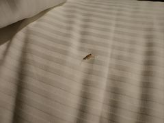 -广州天河希尔顿酒店