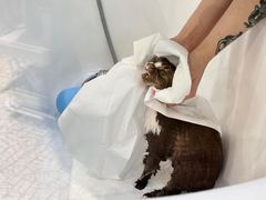 -momokira米努特·德文卷毛猫·棉花面纱犬