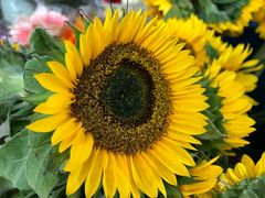 -三圣花乡旅游区