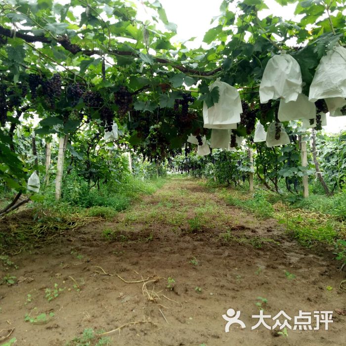 延庆千亩葡萄采摘基地