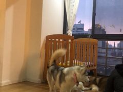 -Husky Go! 哈士奇体验馆·宠物咖啡厅狗咖