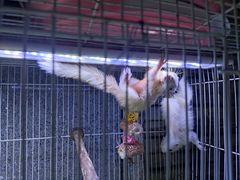 -青石桥花鸟鱼虫市场(叠翠城店)