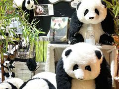 -轩客会(熊猫书店)