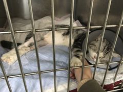 -伟伟宠物医院·CT影像中心·瑞派犬猫综合性门诊(汉口总院)