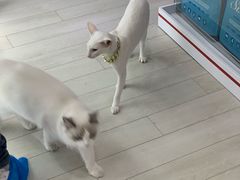 -喵的天空名猫咖啡馆·撸猫·猫舍·用品