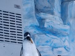 -海合安青岛极地海洋公园
