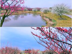 -花开海上生态园