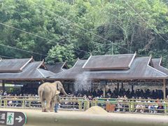 -野象谷景区