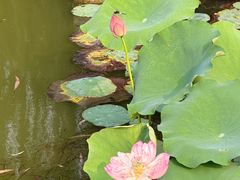 -莲花池公园