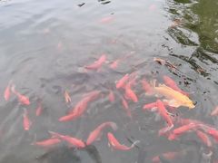 -习家池