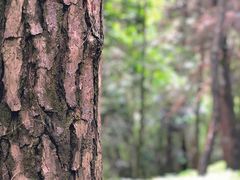 -铁山坪森林公园