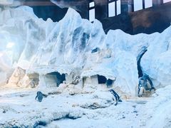 -帝企鹅自助餐厅•儿童岛•真企鹅(长隆企鹅酒店)