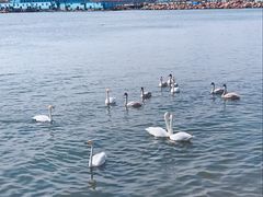 -烟墩角天鹅湖
