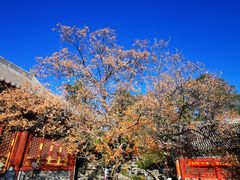 -香山公园