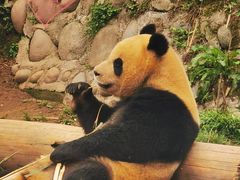 -中国大熊猫保护研究中心雅安碧峰峡基地