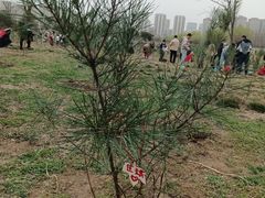 -汉长安城未央宫国家考古遗址公园